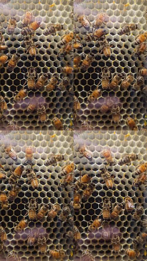 蜜蜂视频高清版