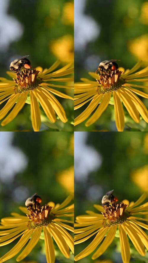 蜜蜂视频高清版
