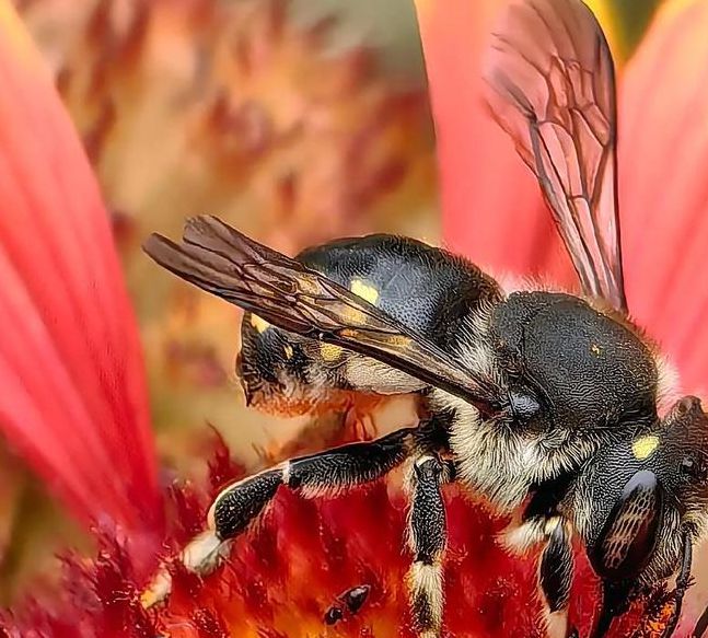 蜜蜂视频高清版