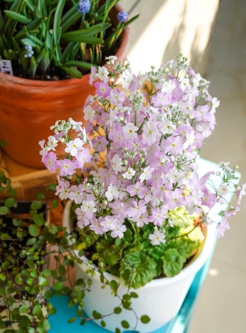 樱花草视频高清免费大全