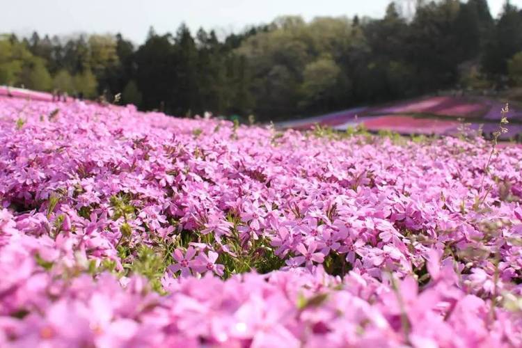 樱花草视频高清免费大全
