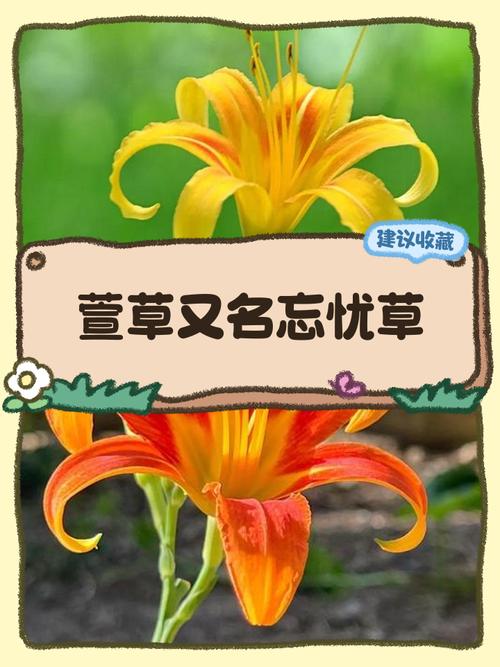 忘忧草wyc二区直播