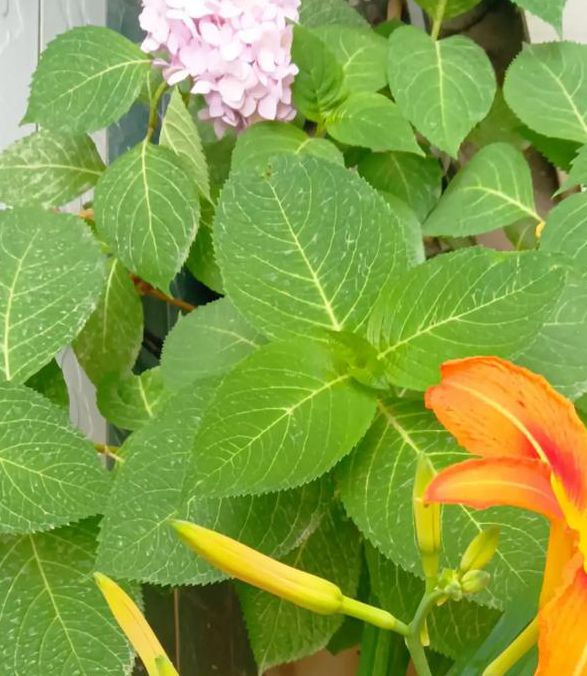 忘忧草wyc二区直播