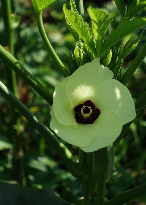 榴莲视频秋葵绿巨人ios