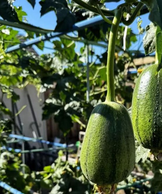 抖音樱桃丝瓜绿巨人黄瓜ios