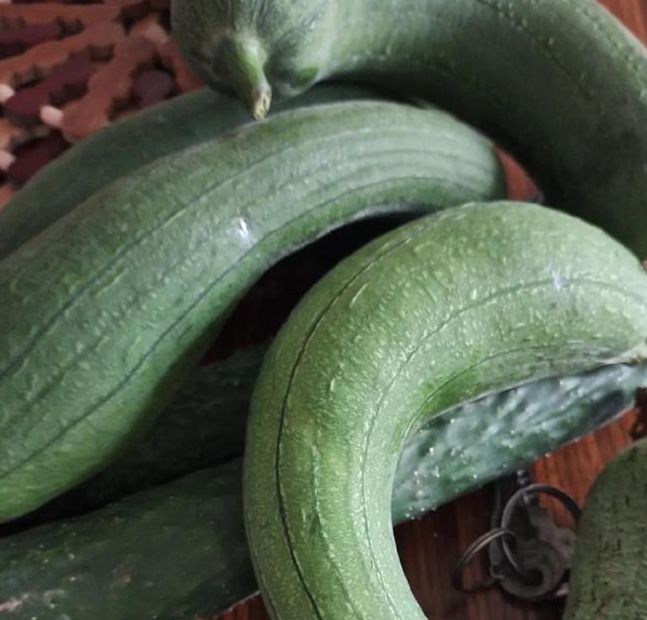 抖音樱桃丝瓜绿巨人黄瓜ios