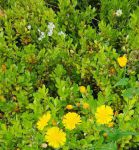 野花社区www在线资源