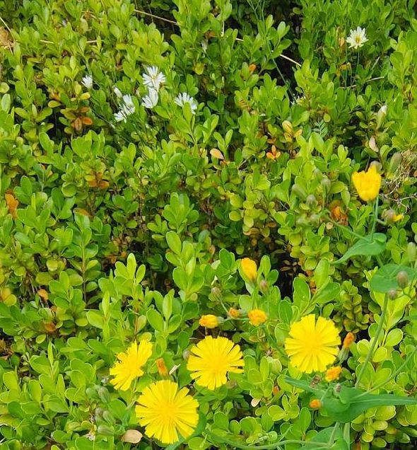 野花社区www在线资源