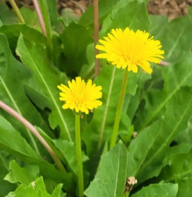 野花社区www在线资源