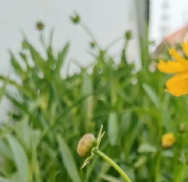 野花社区www在线资源