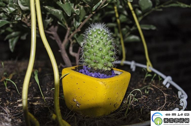 仙人掌app嘿呦嘿呦2.3.0