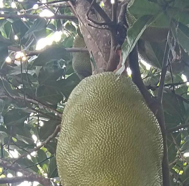 菠萝菠萝蜜高清播放视频免费