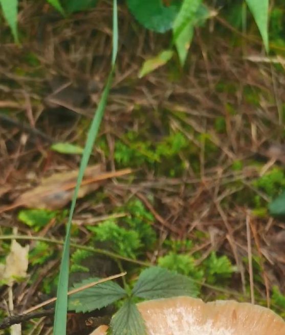 一天可以看25次的蘑菇视频免费版