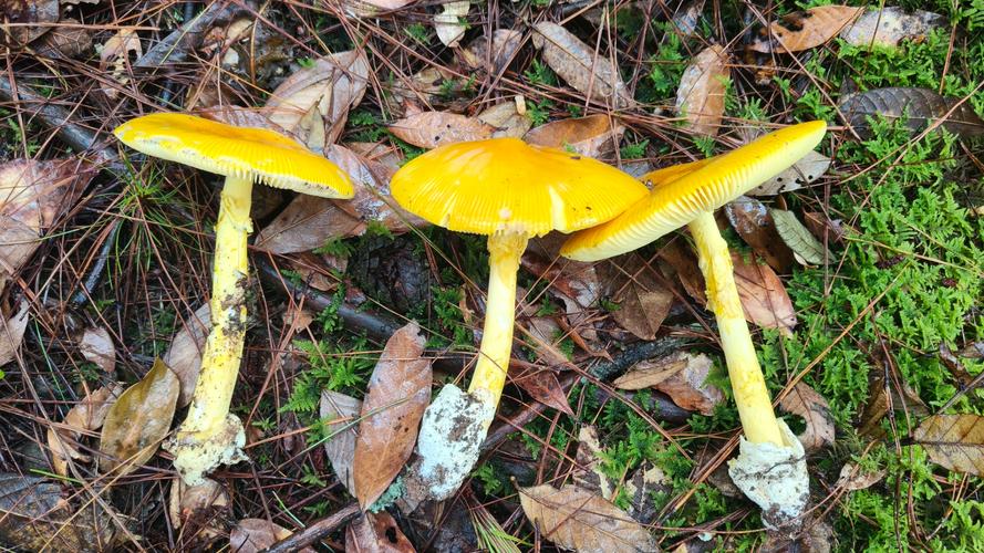 一天可以看25次的蘑菇视频免费版