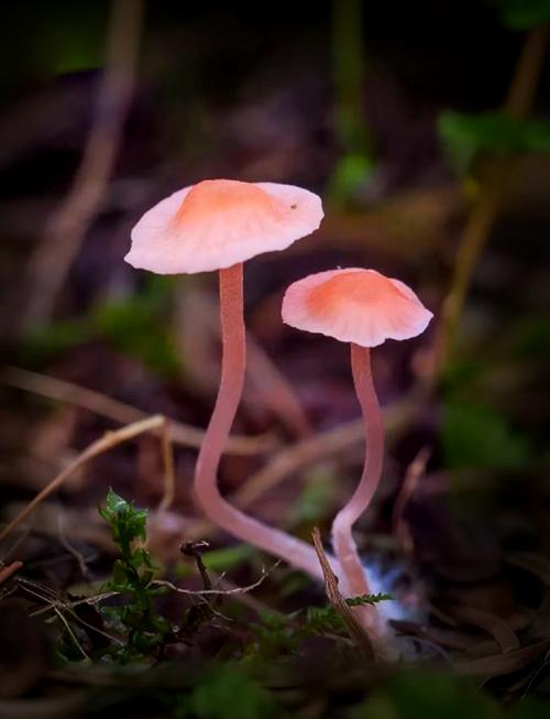 一天可以看25次的蘑菇视频免费版