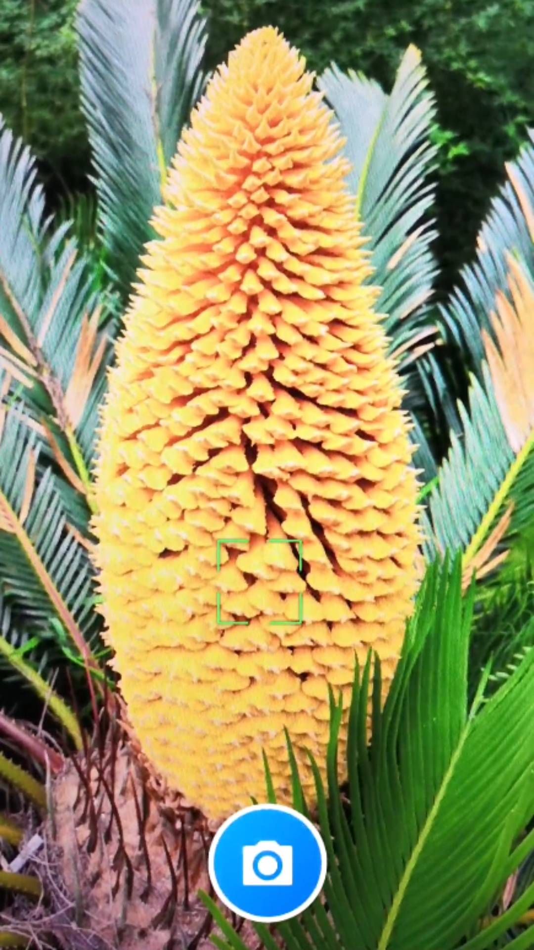 君子兰宝匣免费版