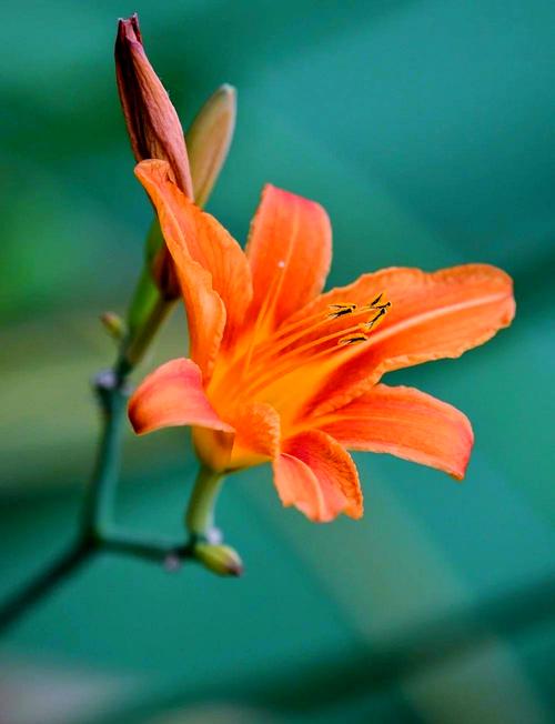 忘忧草影院最新版