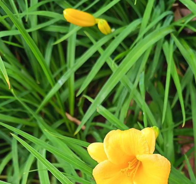 忘忧草影院最新版