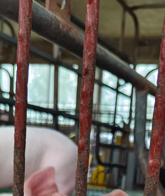 小猪视频official