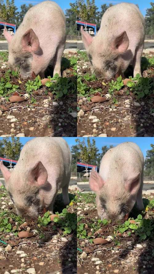 小猪视频official