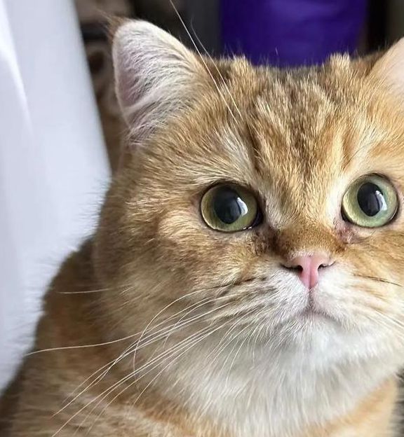 猫咪视频最新1.12