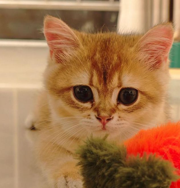 猫咪视频最新1.12