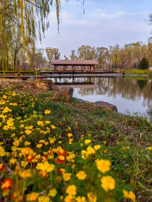 祖国的小黄花看w视频