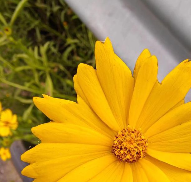 祖国的小黄花看w视频