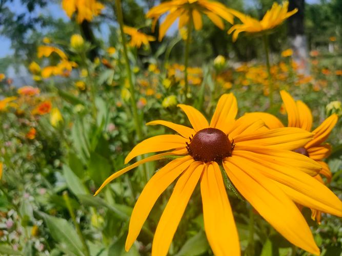 祖国的小黄花看w视频