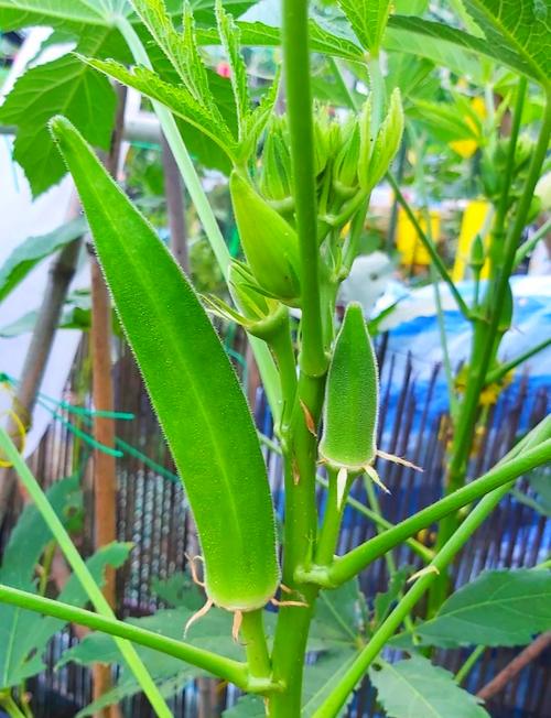 忘忧草绿巨人秋葵