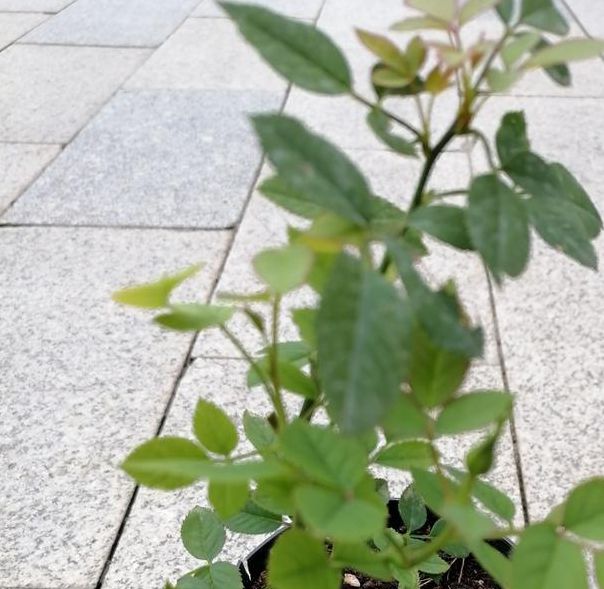 忘忧草绿巨人秋葵