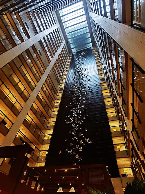 忘忧草绿巨人秋葵