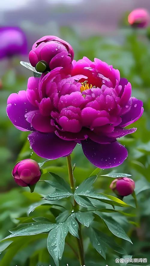 国色天香视频播放