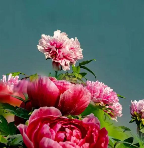 国色天香视频播放