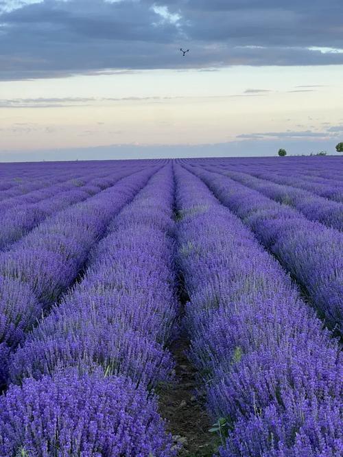 薰衣草研究所短视频