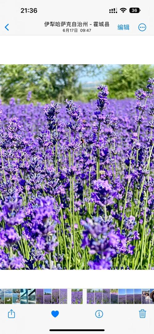 薰衣草研究所短视频