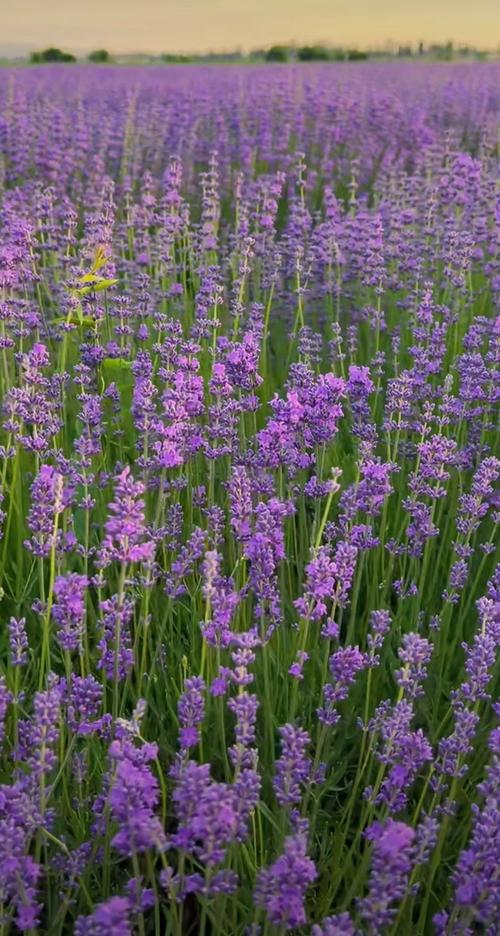 薰衣草研究所短视频