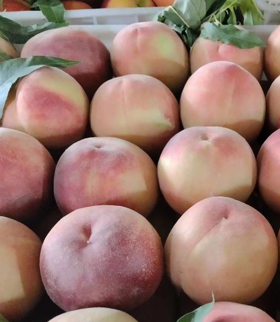 大桃子直播下载