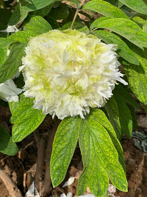 国色天香社区在线观看免费直播