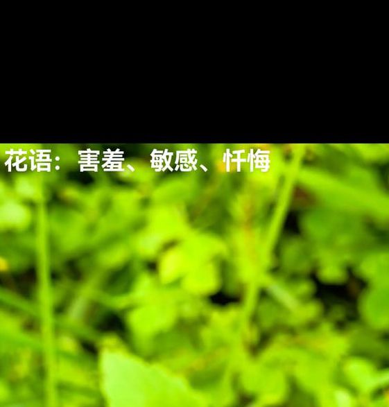 含羞草实验研所入口网站首页