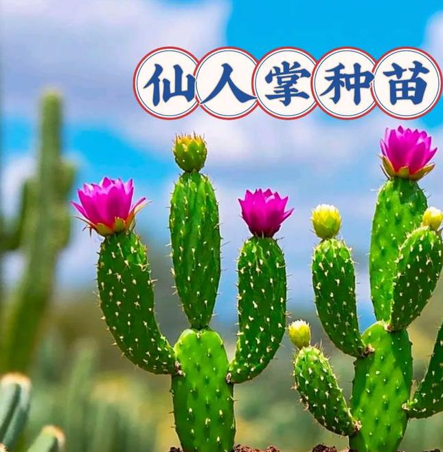 仙人掌视频嘿呦嘿呦app免费下载无限次