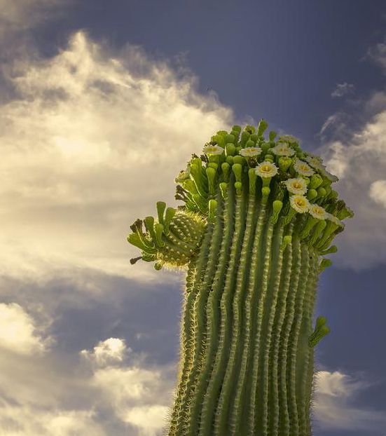 仙人掌视频嘿呦嘿呦app免费下载无限次