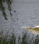 孔雀东南飞视频