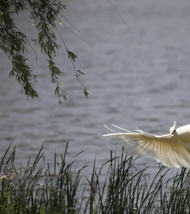 孔雀东南飞视频