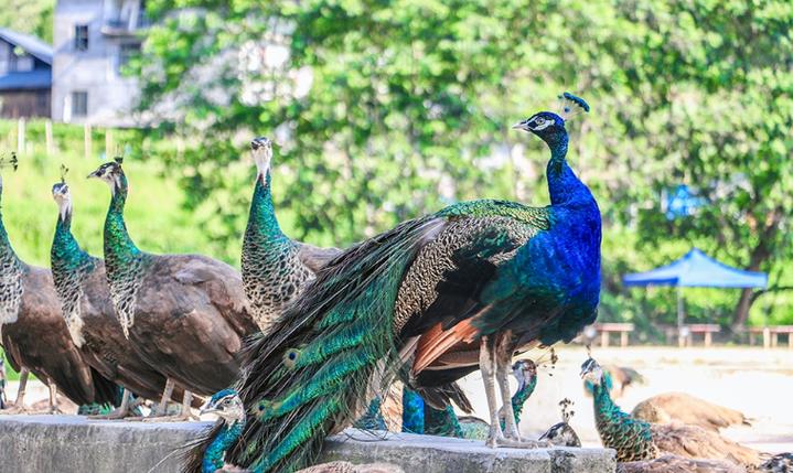 孔雀东南飞视频