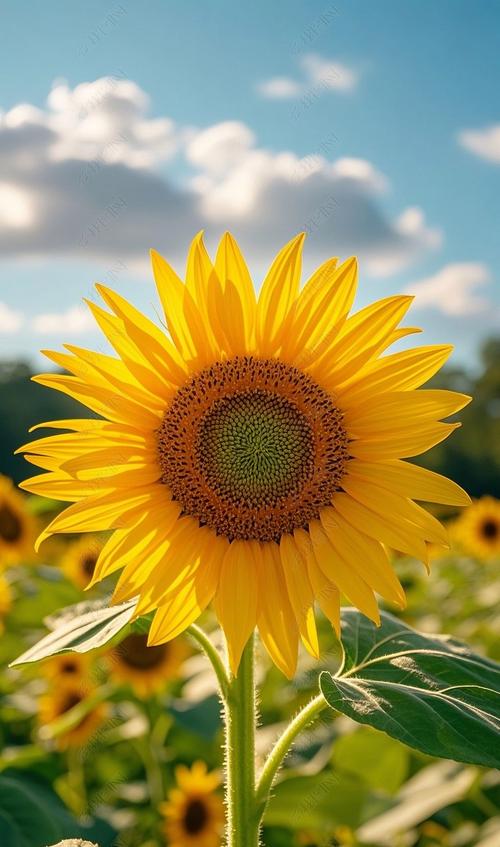 向日葵视频app免费下载播放