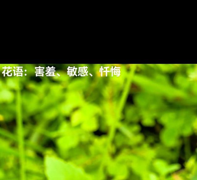 含羞草实验研所入口直接进入