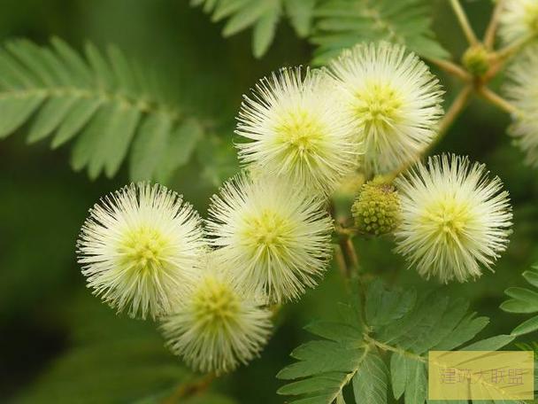 含羞草实验研所入口直接进入