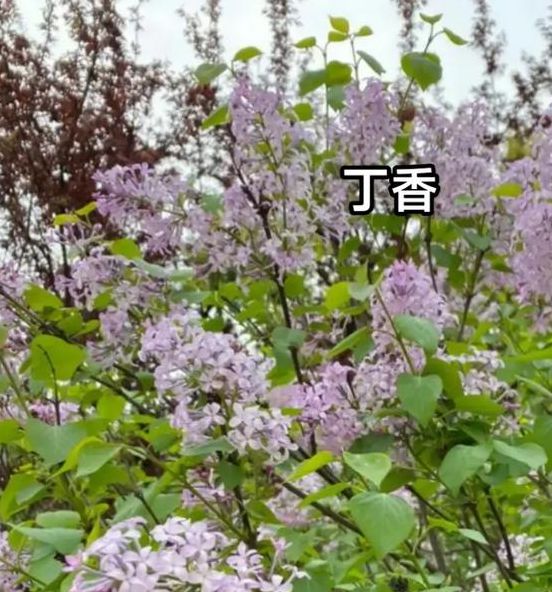 一区二区丁香国语版