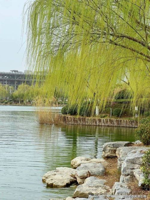 柳芽视频交友app